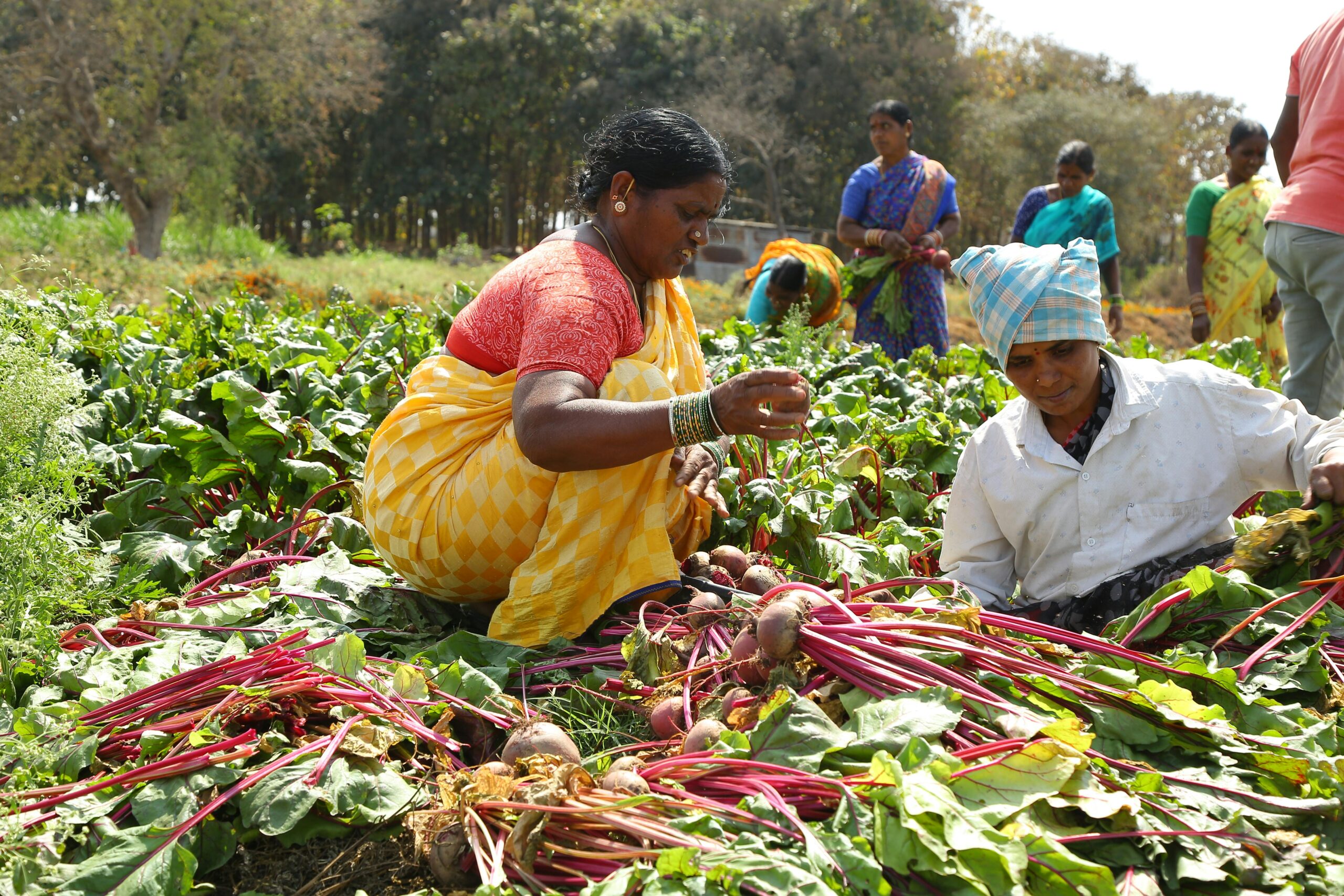 MAXIMIZING THE HARVEST – PART 1 SEEING THE HARVEST RIGHTLY