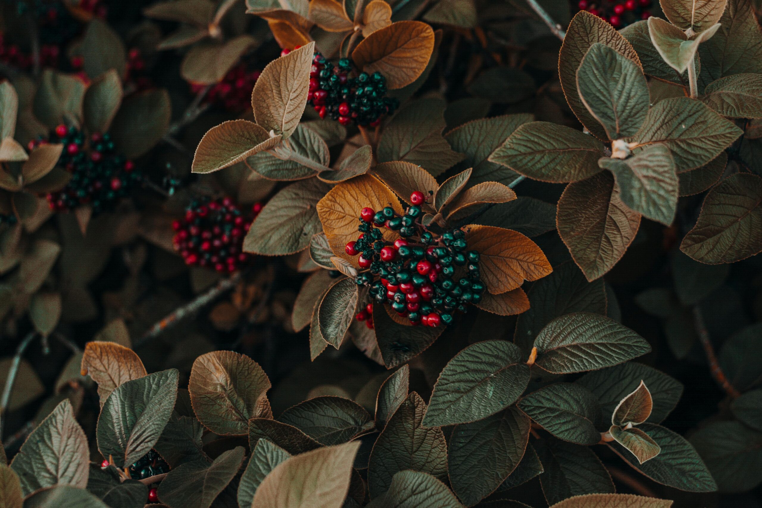 THE ABIDING FRUIT