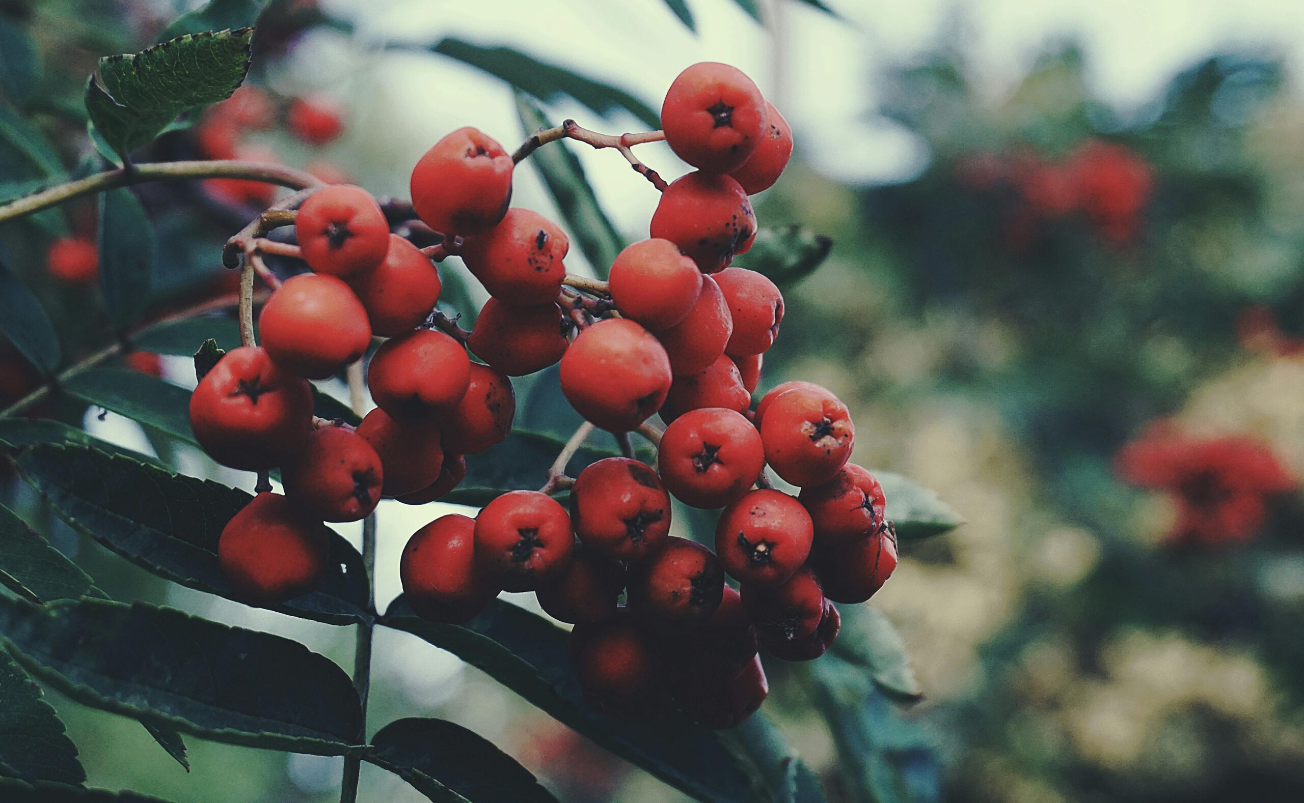 LIVING A FRUIT-BEARING LIFE